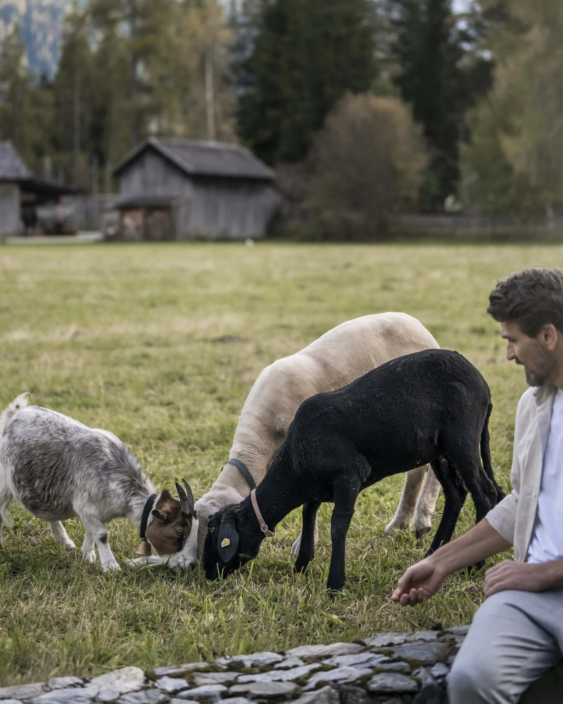 Hotel Monika: a new dimension of luxury Man feeding goats in a meadow with mountains in the background