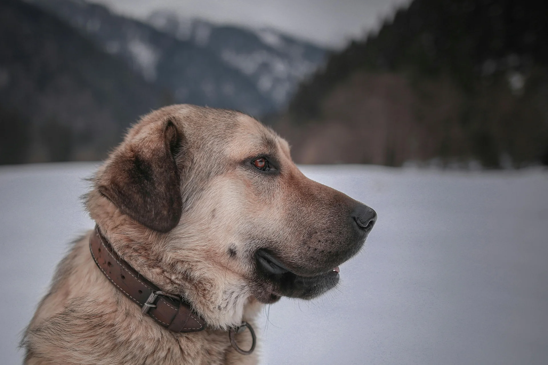 Das Wellnesshotel für den Urlaub mit Hund in Südtirol Porträt eines braunen Hundes mit Lederhalsband vor schneebedeckter Landschaft