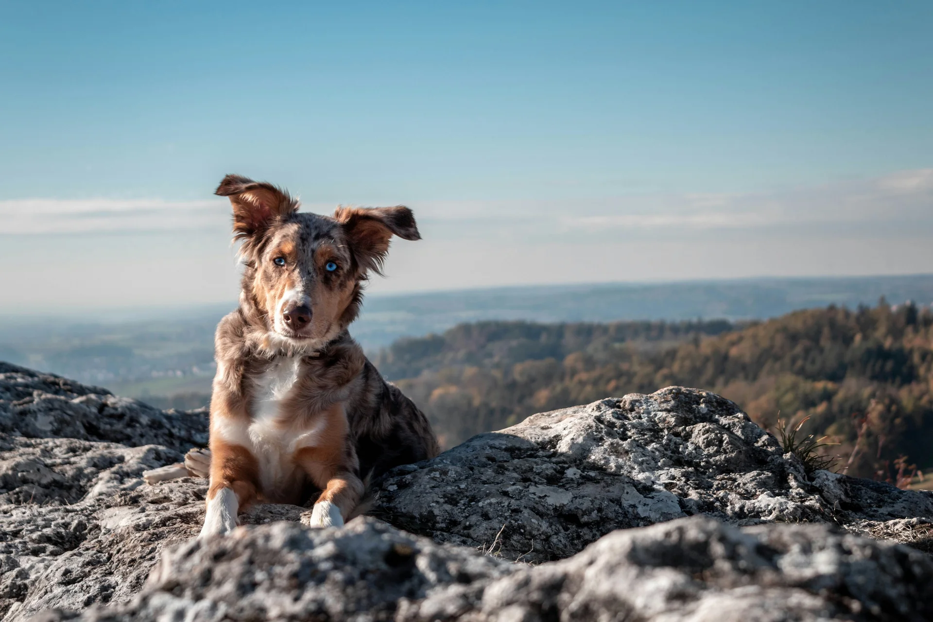 Das Wellnesshotel für den Urlaub mit Hund in Südtirol Hund mit unterschiedlichen Augen sitzt auf Felsen mit Landschaft im Hintergrund