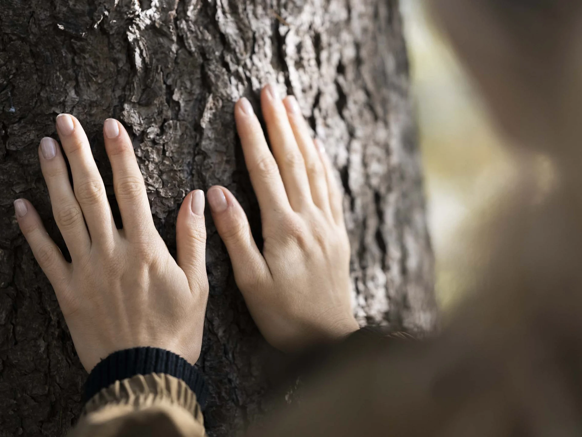 Luxury from nature: your sustainable hotel in South Tyrol. Woman's hands touching tree bark in nature